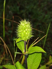 Lepechinia caulescens