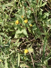 Acmella repens