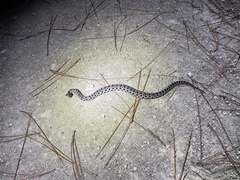 Sistrurus miliarius barbouri