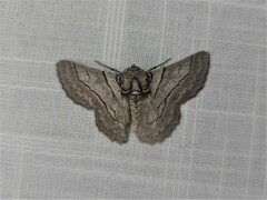 Hypobapta tachyhalotaria