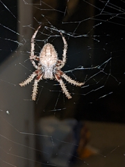 Neoscona crucifera
