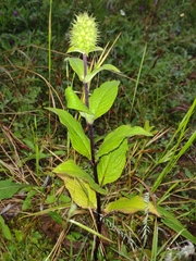Lepechinia caulescens