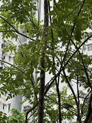 Senna surattensis