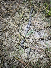 Sistrurus miliarius barbouri