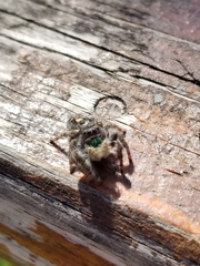 Phidippus audax