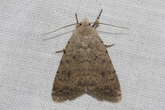 Caradrina clavipalpis