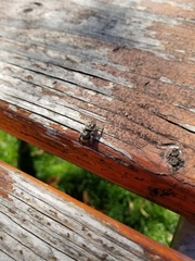 Phidippus audax