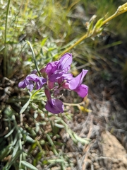 Oxytropis lambertii