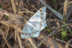 Psamatodes abydata