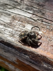 Phidippus audax