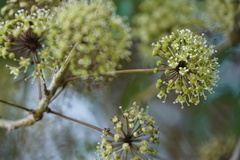 Eleutherococcus trifoliatus