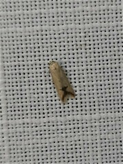 Tachystola hemisema