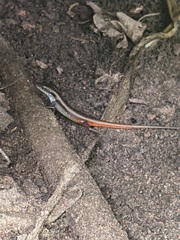 Sphenomorphus dussumieri
