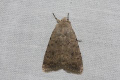 Caradrina clavipalpis