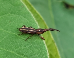 Arrhenodini