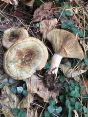 Lactarius chelidonium