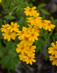 Tagetes lemmonii
