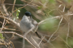 Polioptila californica