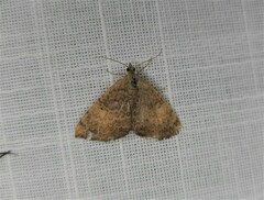 Chrysolarentia mecynata