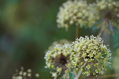 Eleutherococcus trifoliatus