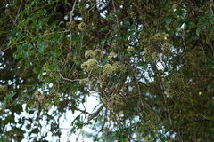 Eleutherococcus trifoliatus