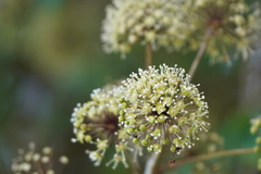 Eleutherococcus trifoliatus