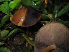 Psilocybe caerulescens