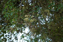 Eleutherococcus trifoliatus