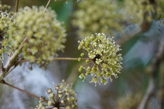 Eleutherococcus trifoliatus