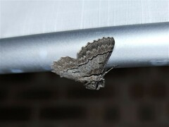 Hypobapta tachyhalotaria