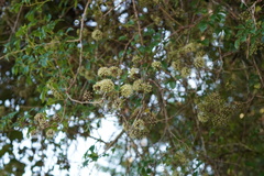 Eleutherococcus trifoliatus