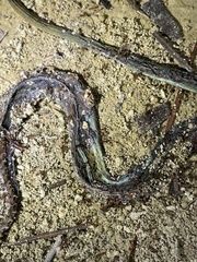 Thamnophis saurita