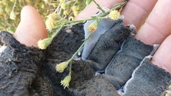 Baccharis brachyphylla