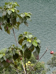 Vernicia fordii