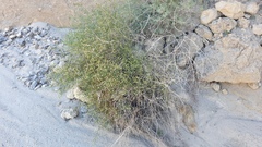 Baccharis brachyphylla
