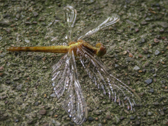 Sympetrum gilvum