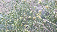 Baccharis brachyphylla
