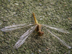 Sympetrum gilvum