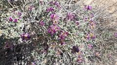 Psorothamnus polydenius