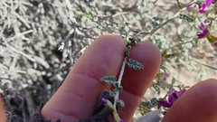 Psorothamnus polydenius