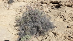 Psorothamnus polydenius