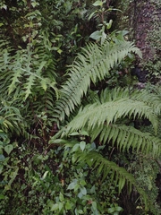 Dryopteris wallichiana