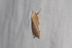 Arachnographa micrastrella