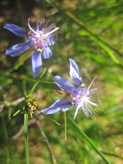 Moraea lugubris