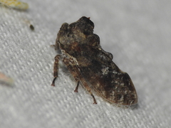 Microcentrus perditus