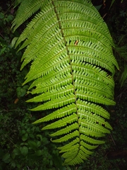 Dryopteris wallichiana