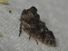 Microcentrus perditus