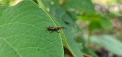 Arrhenodini