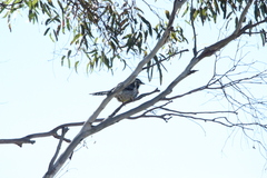 Anthochaera paradoxa