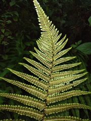 Dryopteris wallichiana